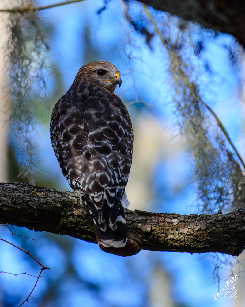 Red-shouldered Hawk