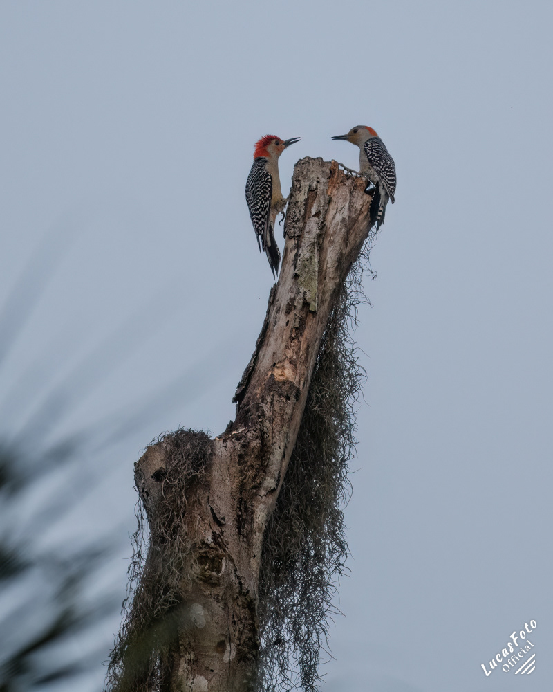 Red-bellied Woodpecker