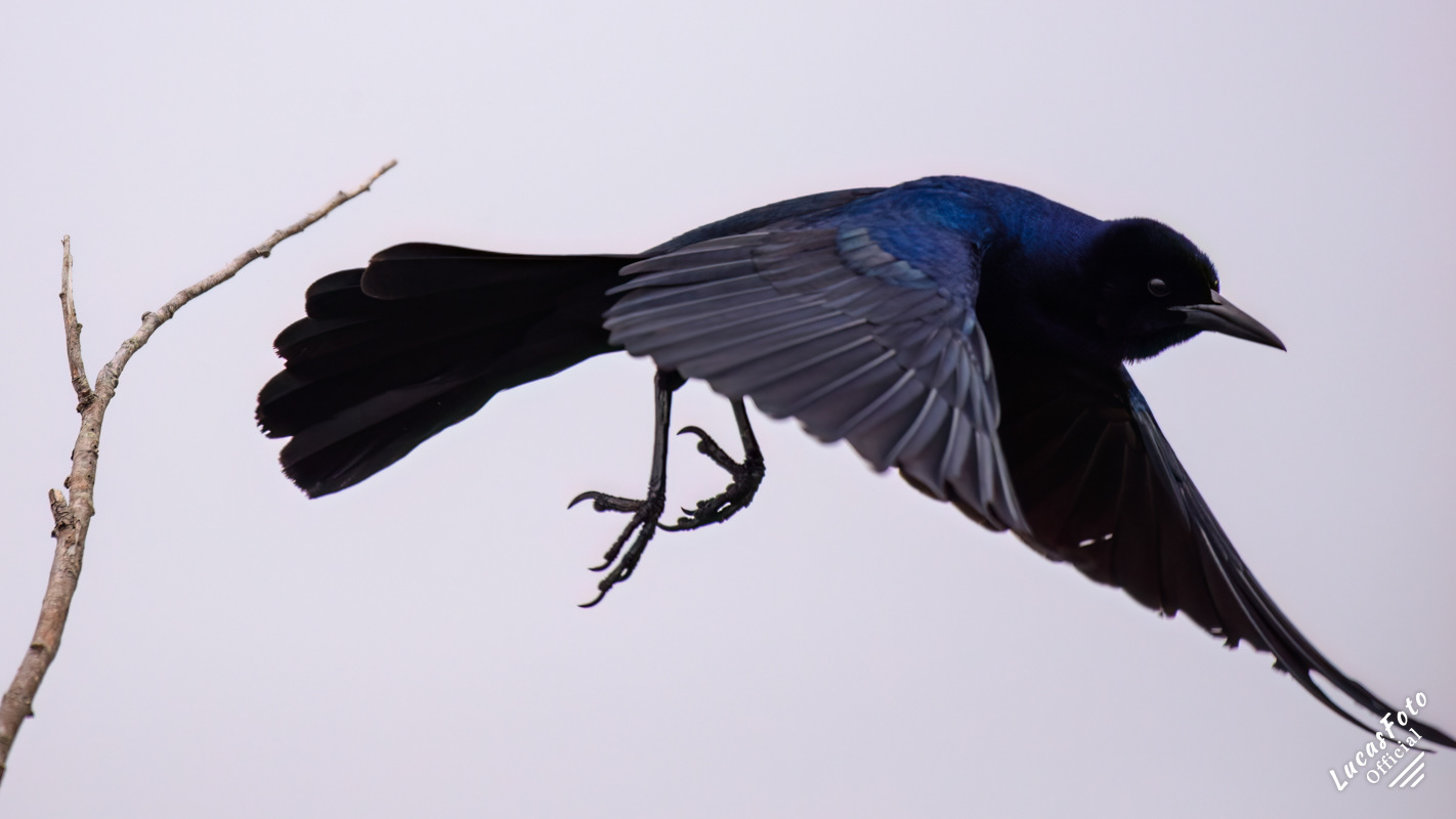 Boat-tailed Grackle