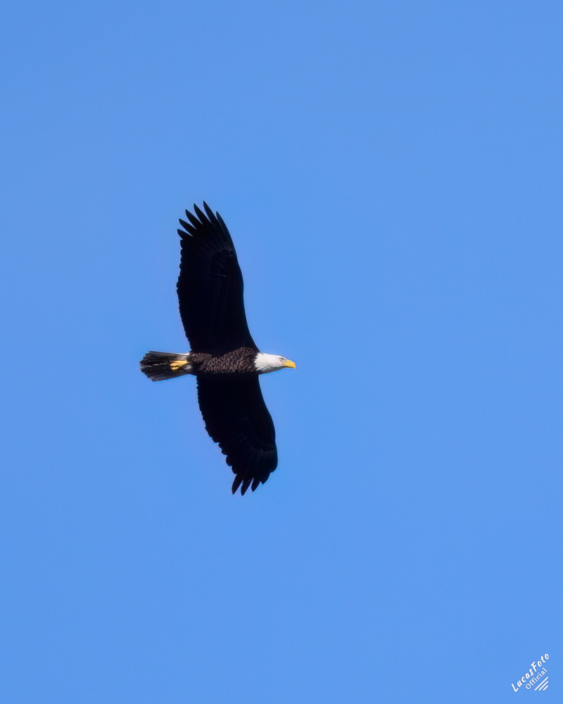 Bald Eagle