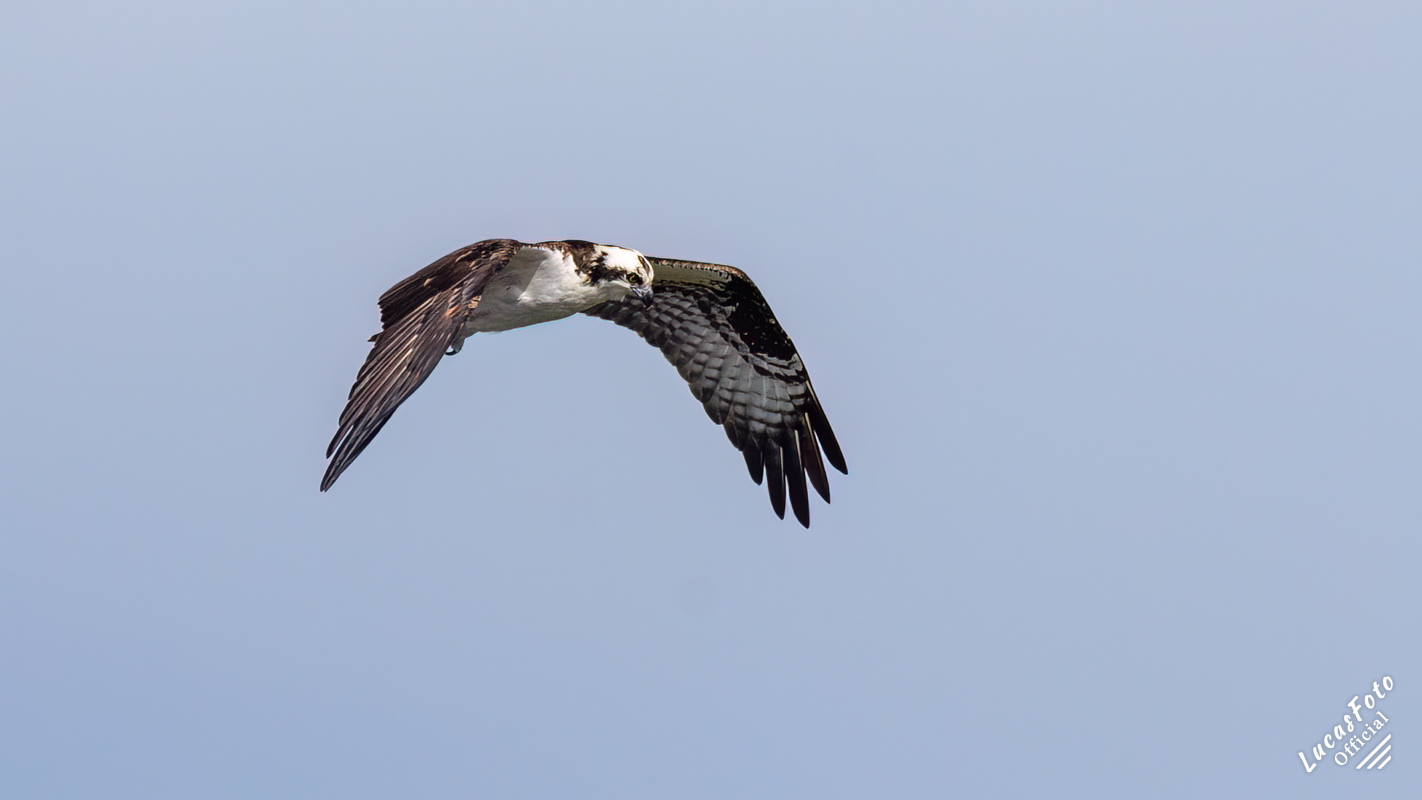 Osprey