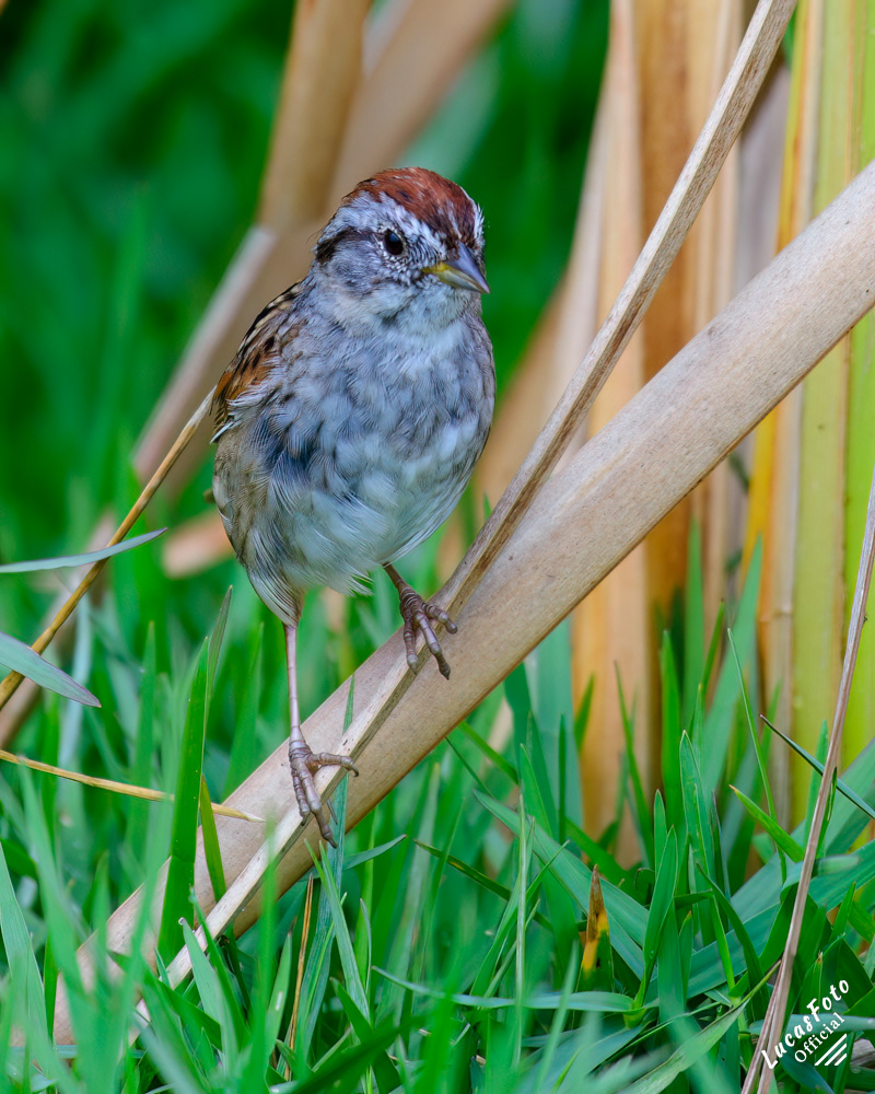 Swamp Sparrow