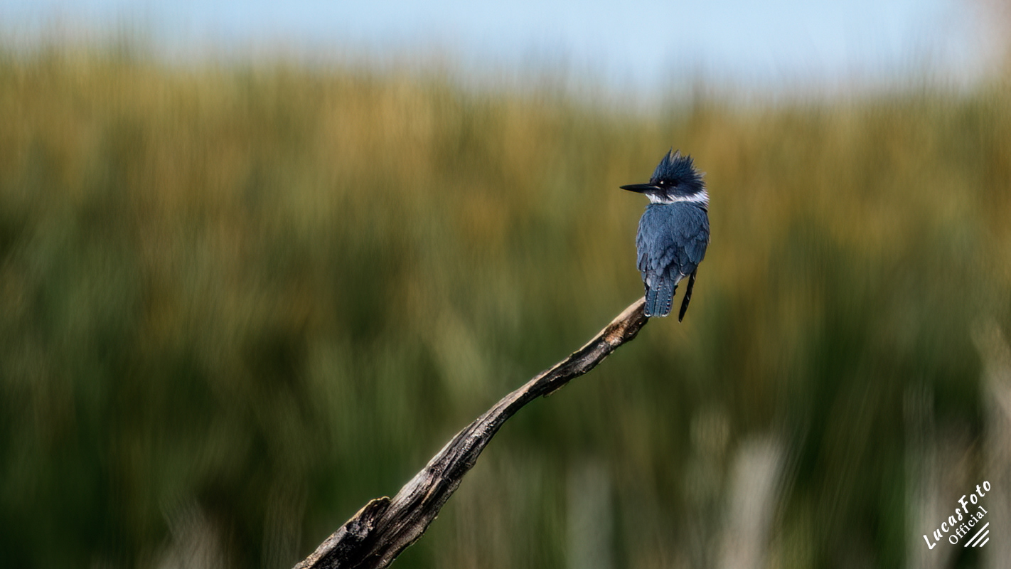 Belted Kingfisher