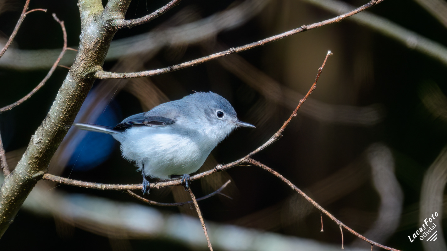 Blue-gray Gnatcatcher