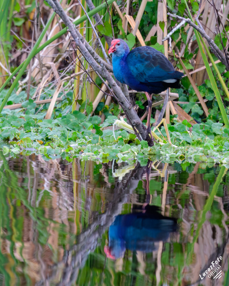 Gray-headed Swamphen