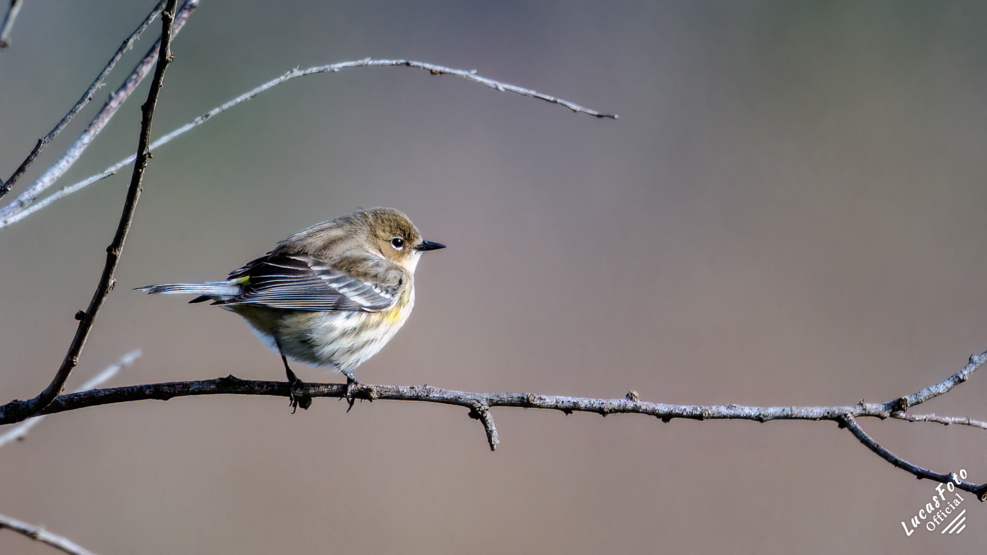 Yellow-rumped Warbler