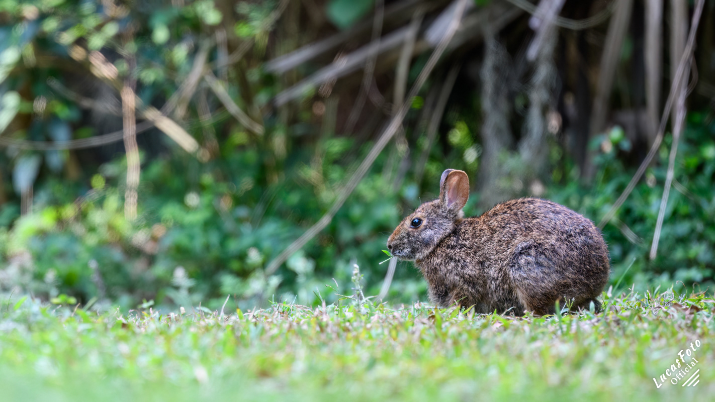 Marsh Rabbit