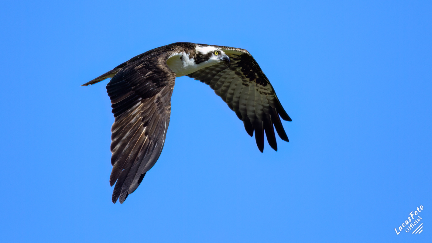 Osprey