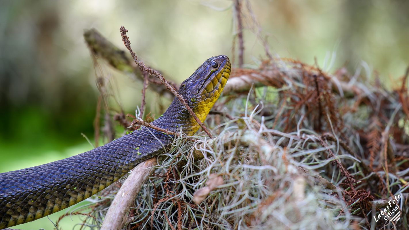Florida Green Watersnake