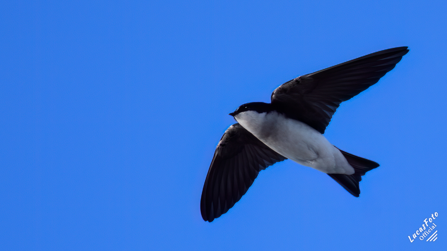 Tree Swallow