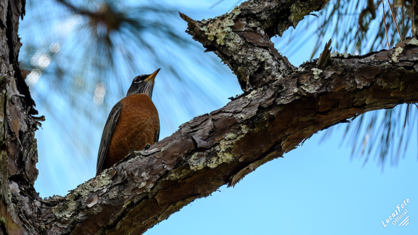 American Robin