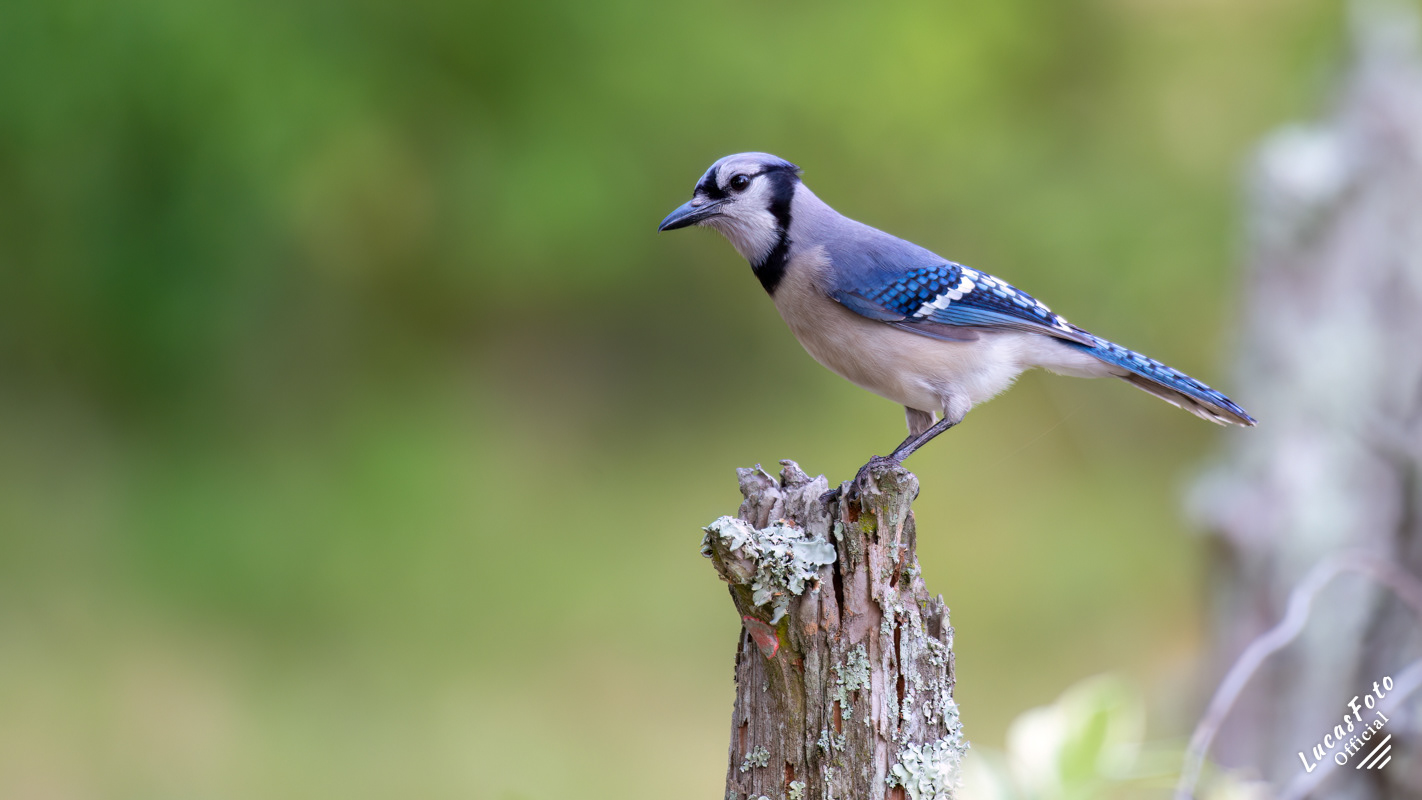 Blue Jay