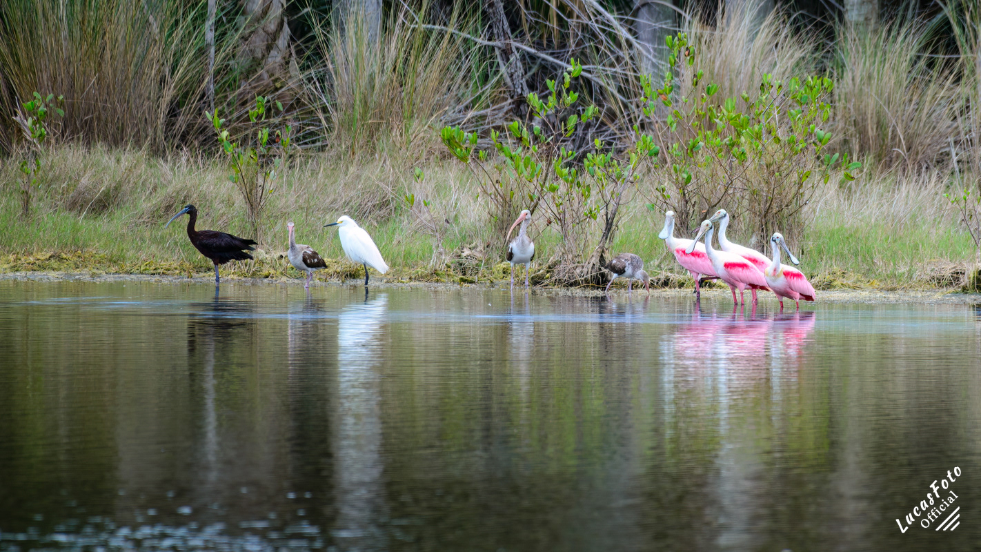 Glossy Ibis / White Ibis / Snowy Egret / Roseate Spoonbill