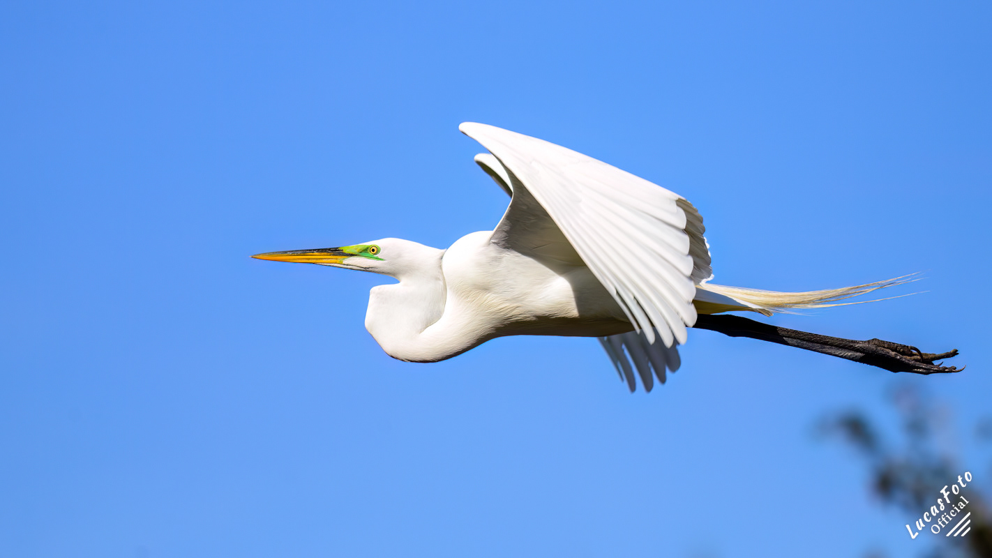 Great Egret