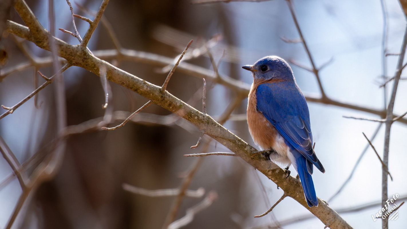 Eastern Bluebird