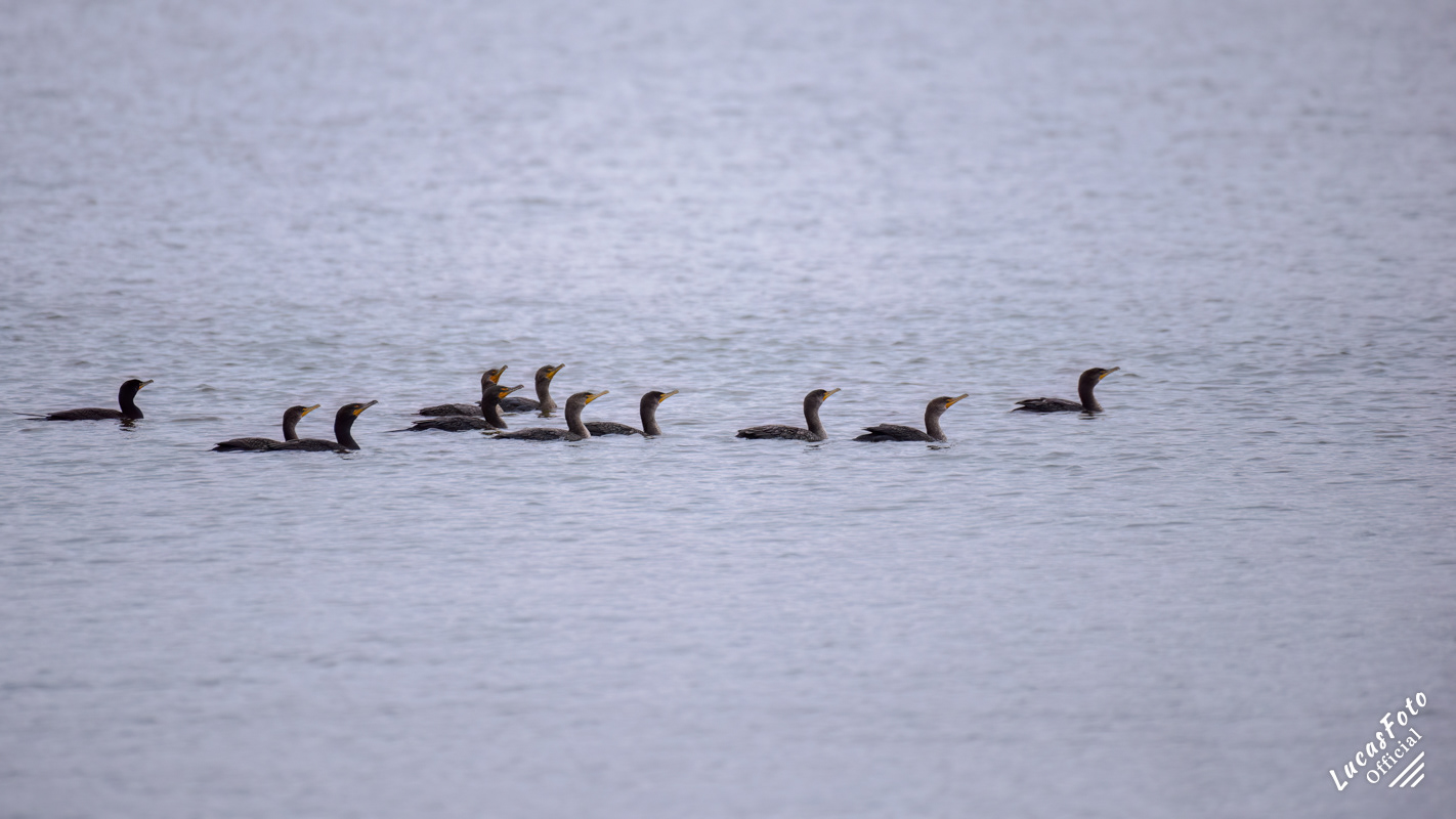 Double-crested Cormorant