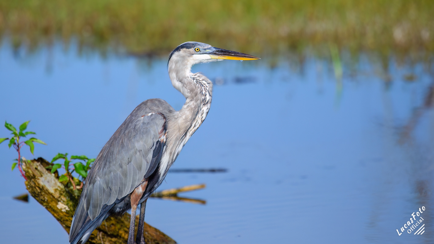 Great Blue Heron