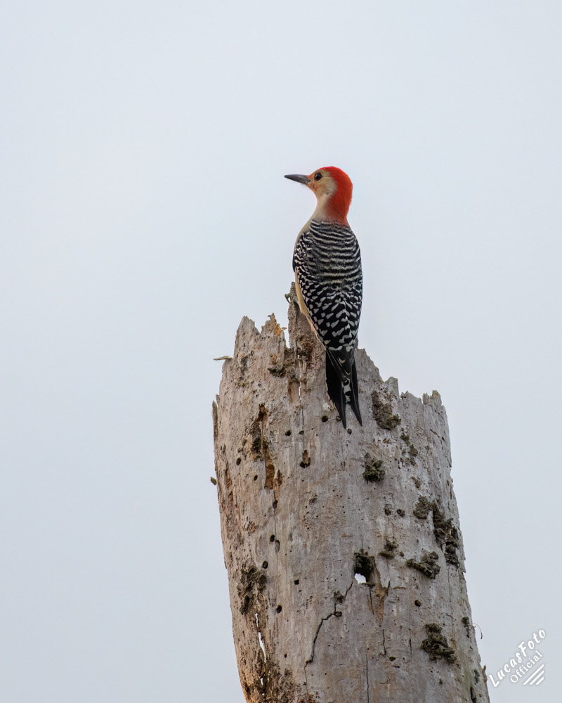 Red-bellied Woodpecker