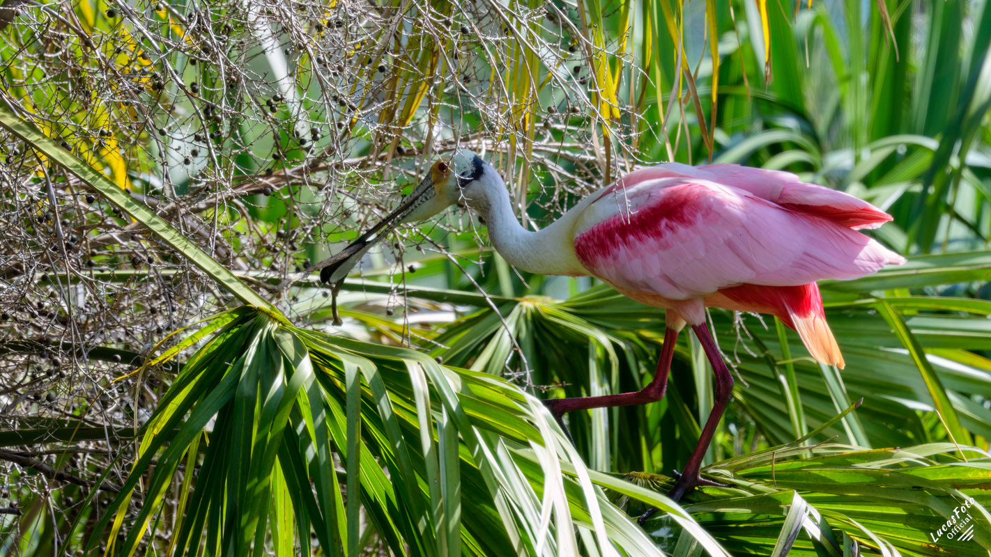 Roseate Spoonbill
