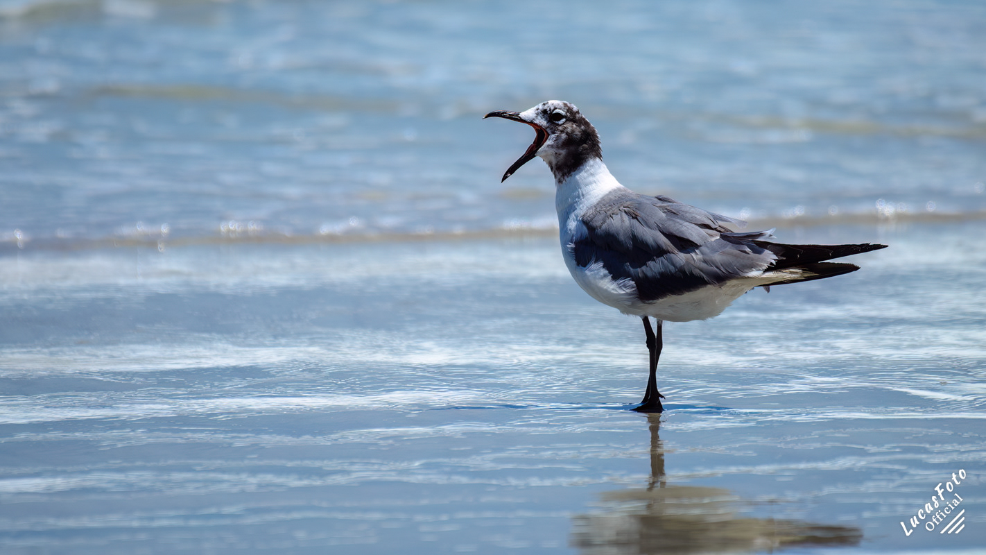 Laughing Gull
