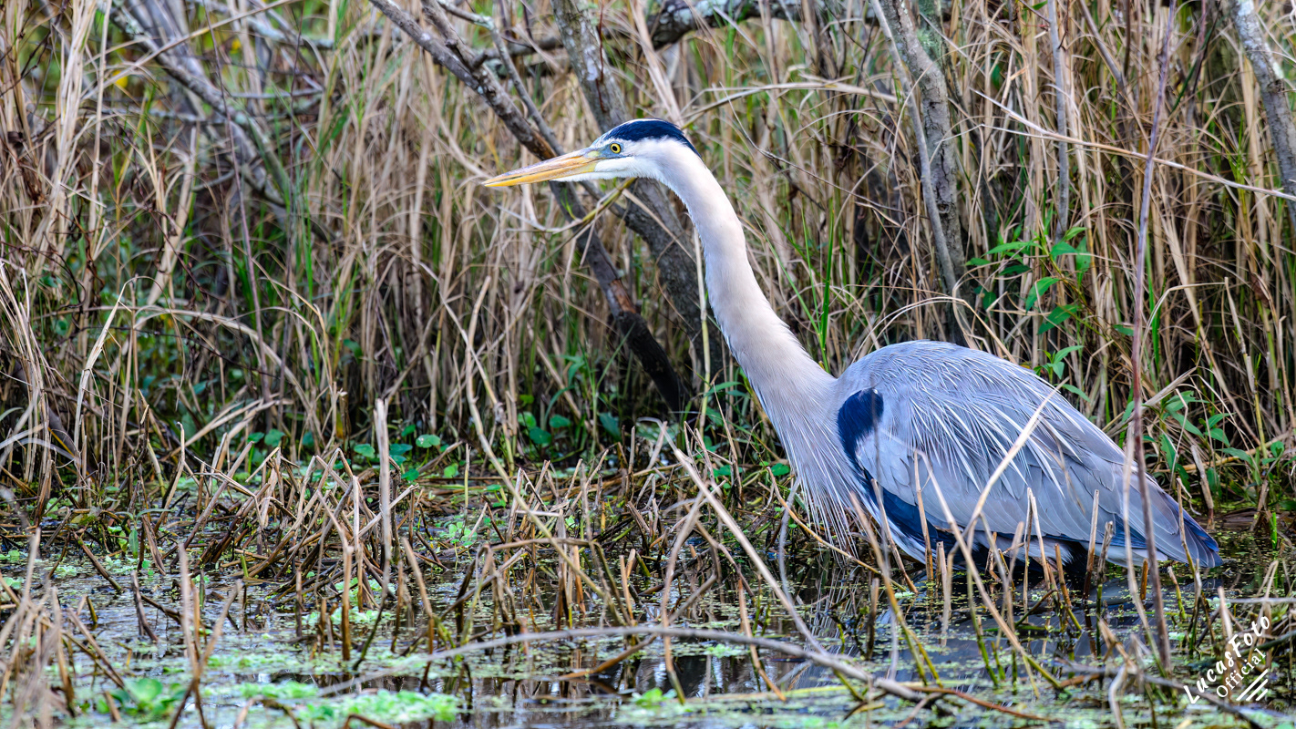Great Blue Heron