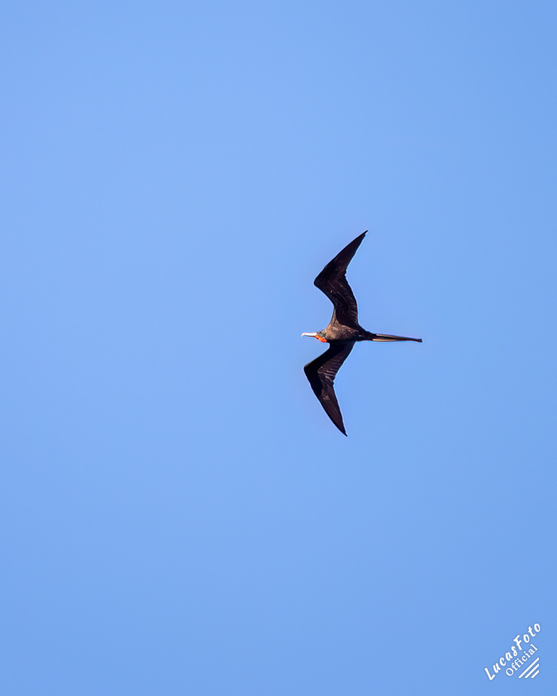 Magnificent Frigatebird