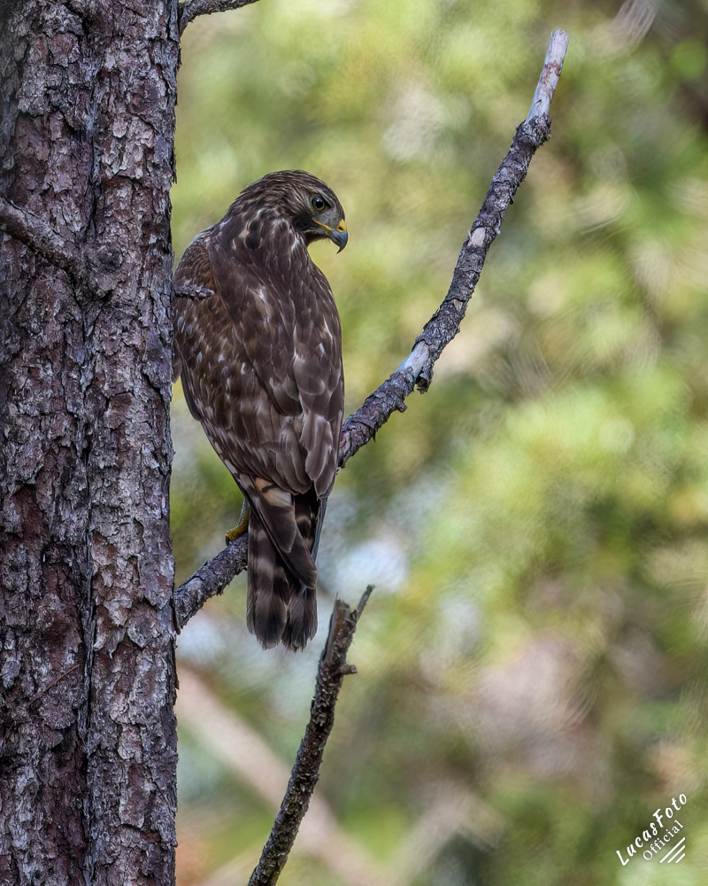 Red-shouldered Hawk