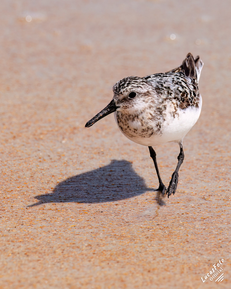 Sanderling