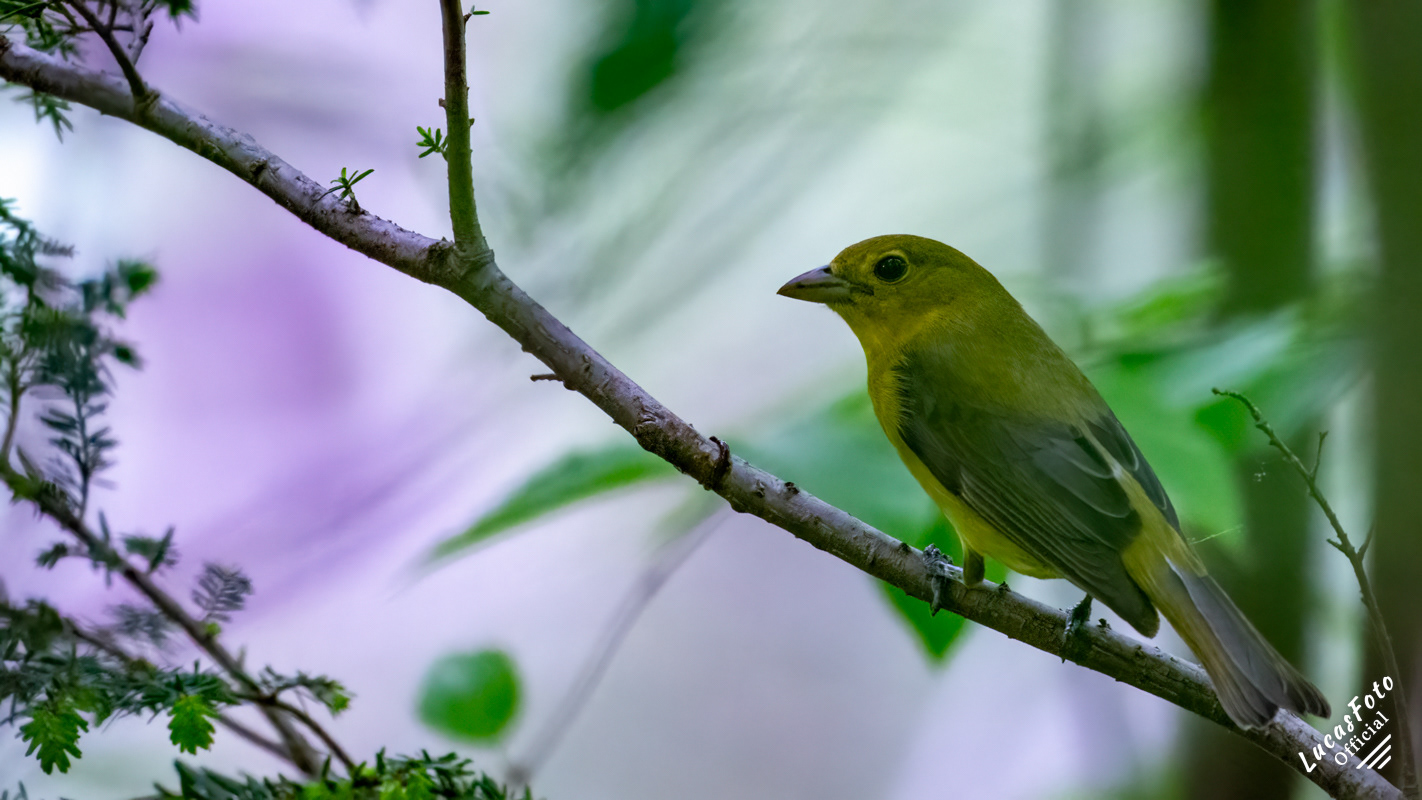 Scarlet Tanager