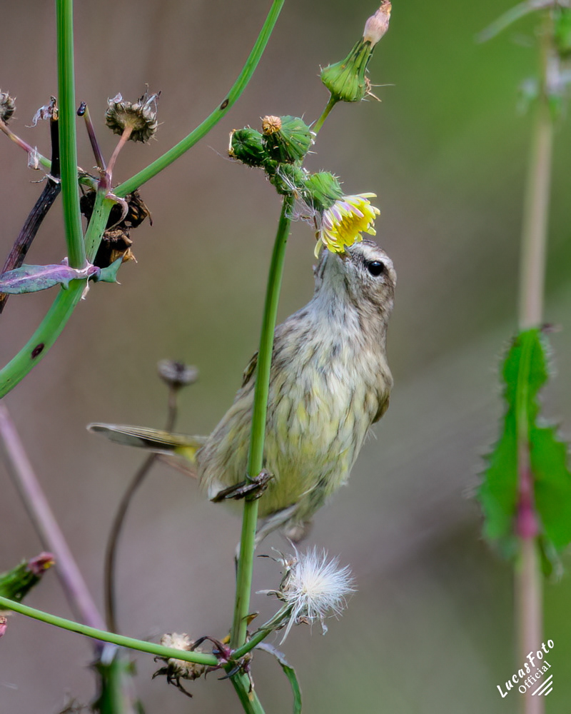 Palm Warbler