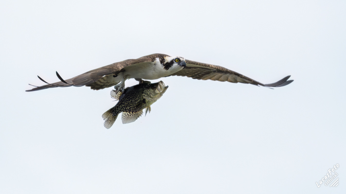 Osprey