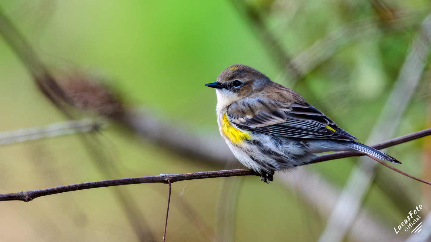 Yellow-rumped Warbler