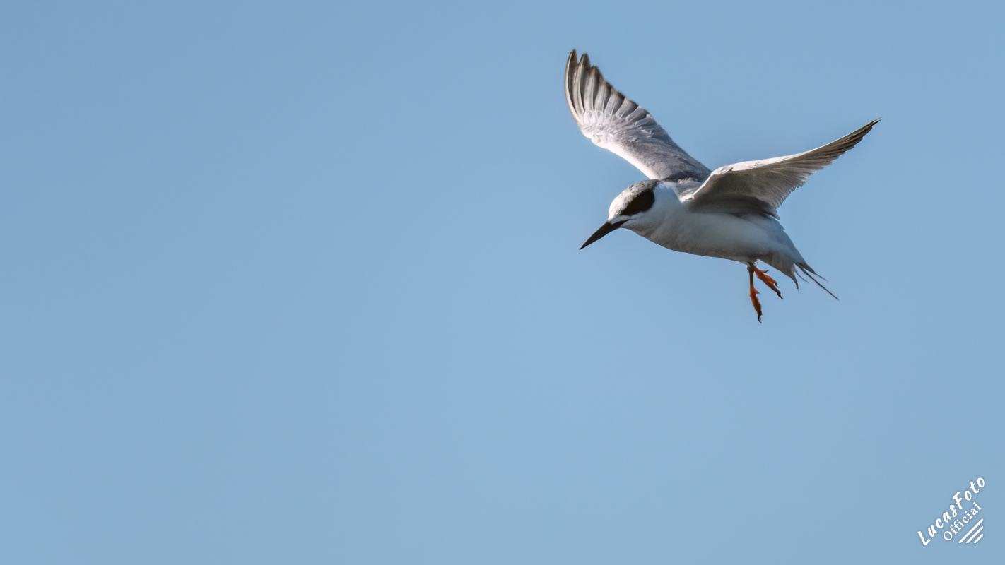 Forster's Tern