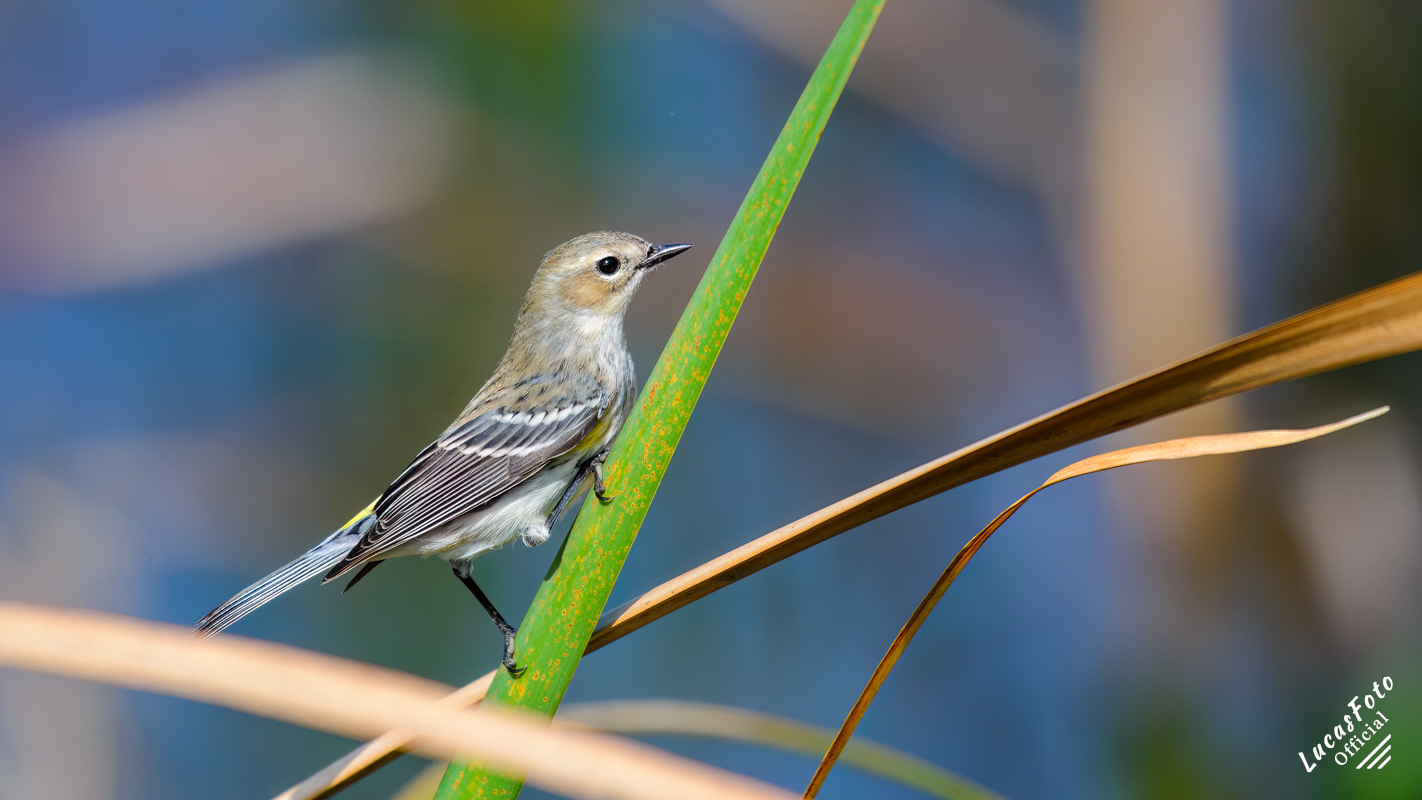 Yellow-rumped Warbler