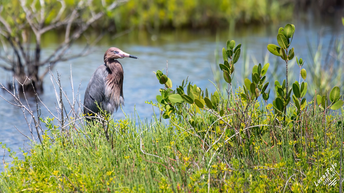 Reddish Egret