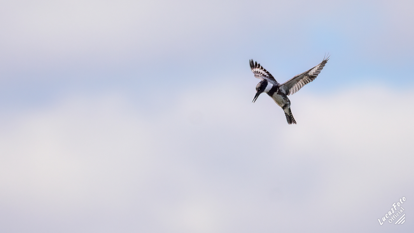 Belted Kingfisher