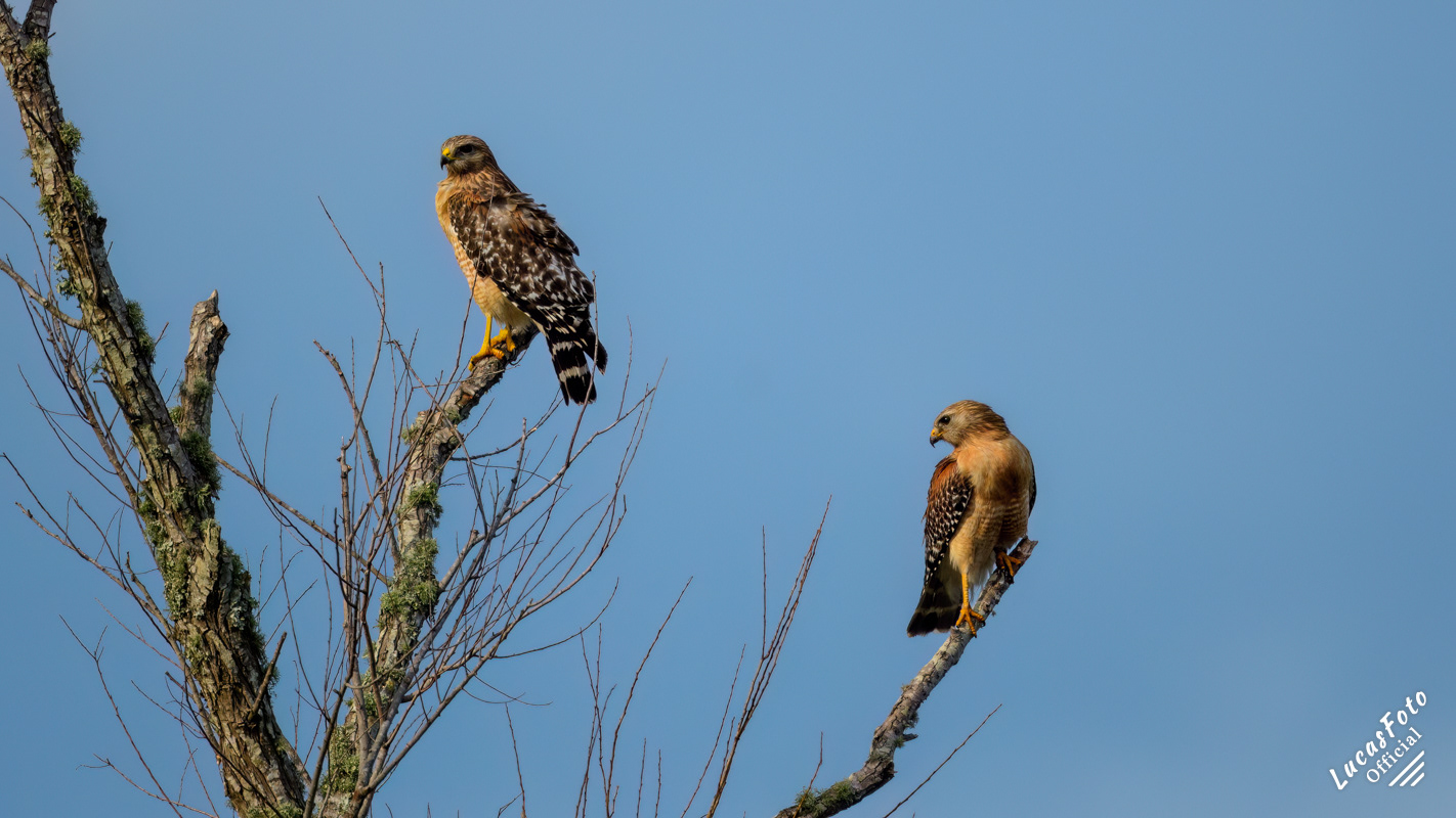 Red-shouldered Hawk