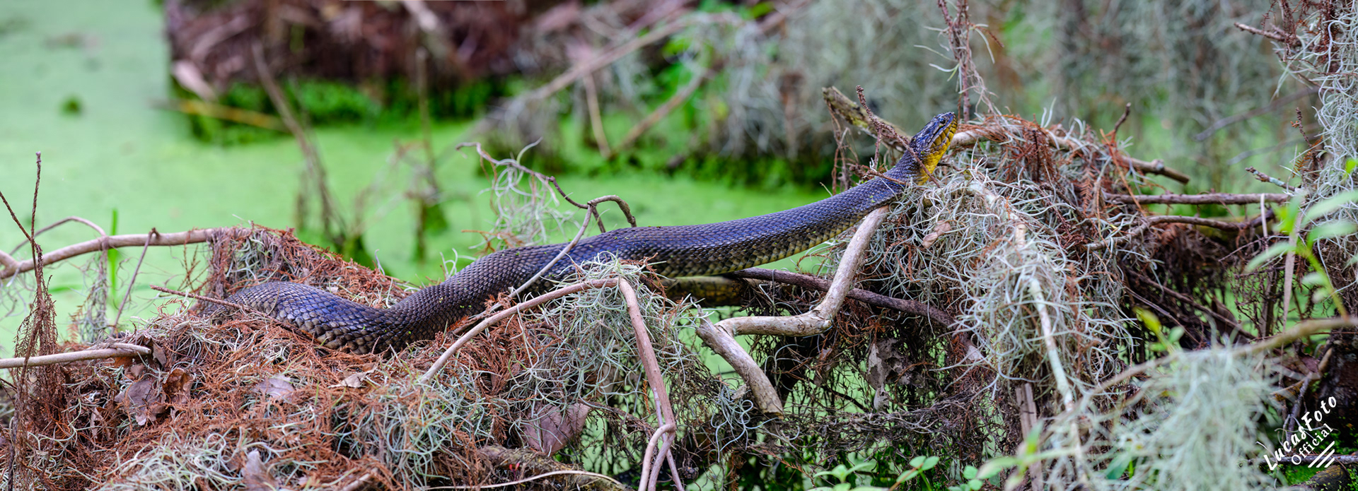 Florida Green Watersnake