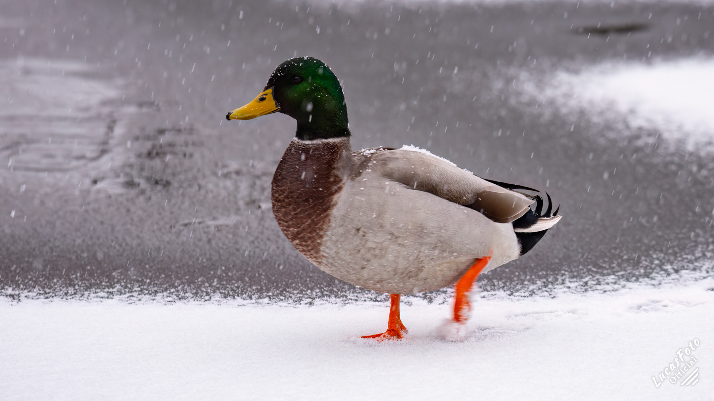 Mallard Duck