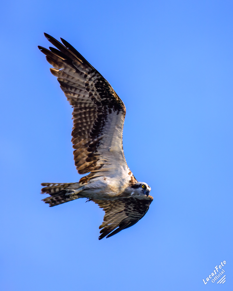 Osprey