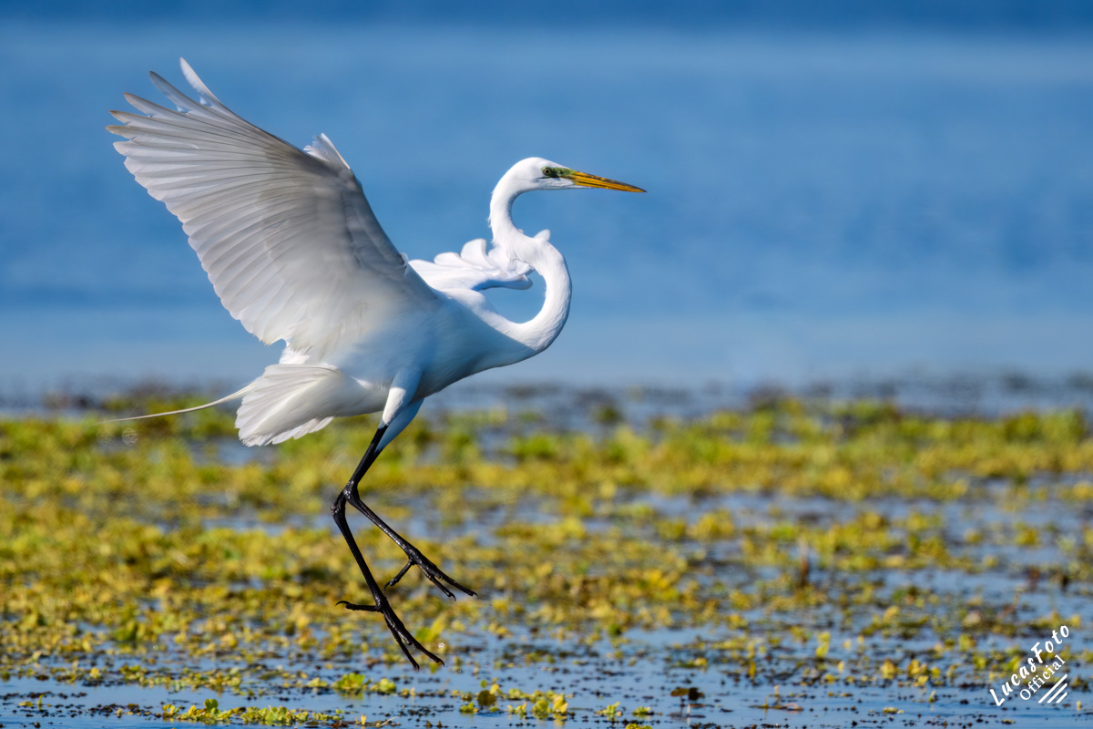 Great Egret