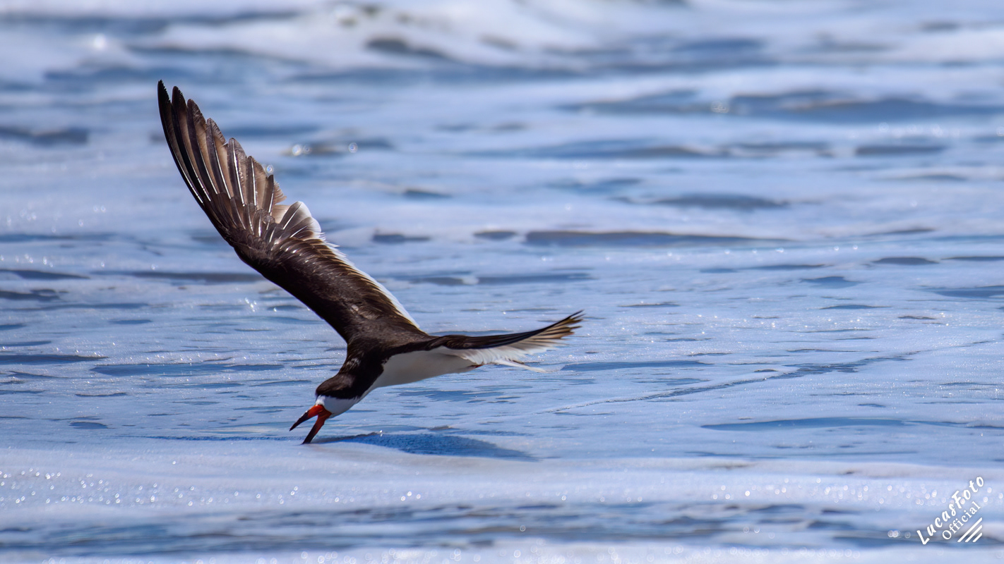 Black Skimmer