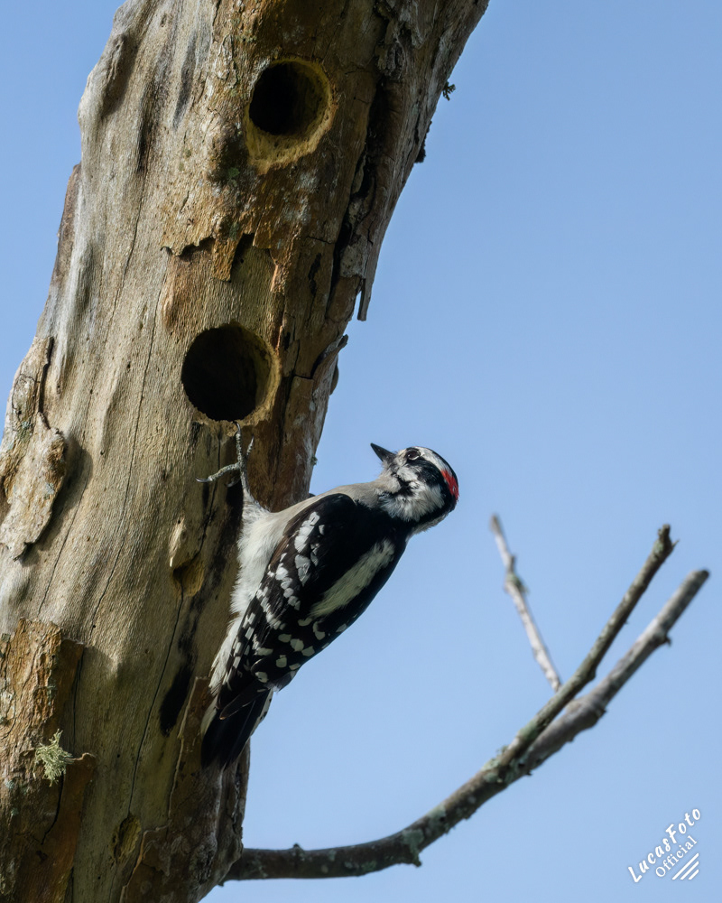 Downy Woodpecker