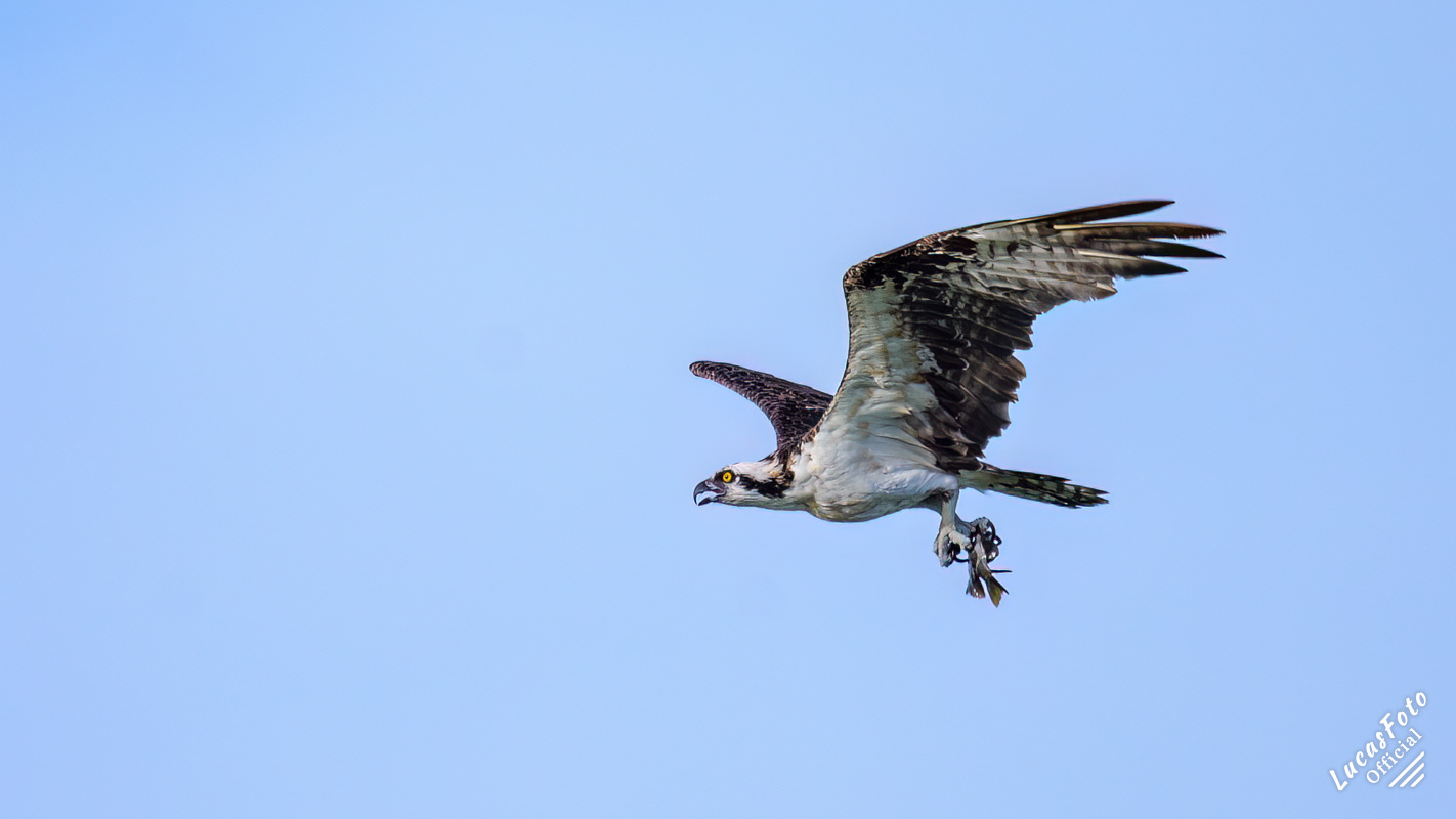 Osprey