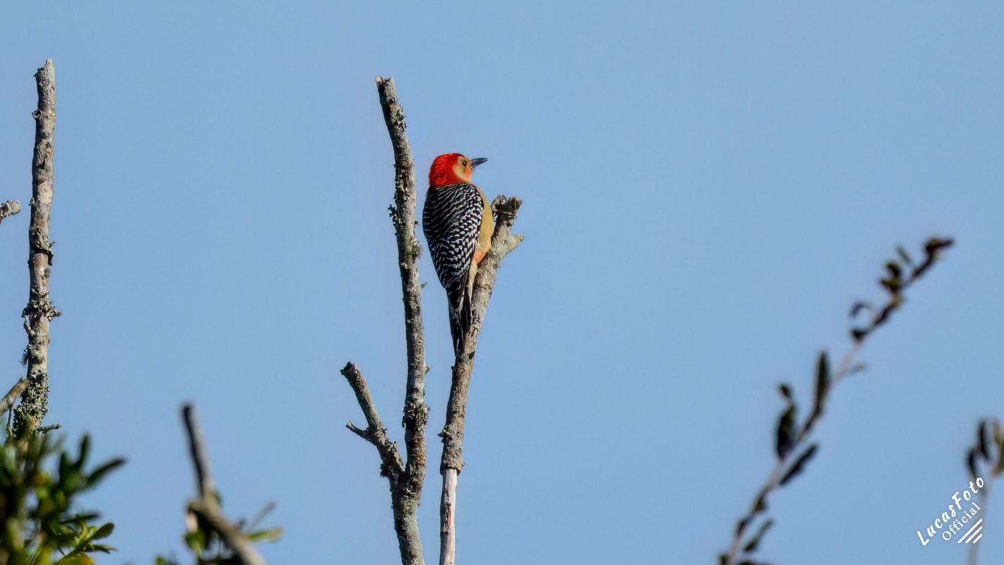 Red-bellied Woodpecker