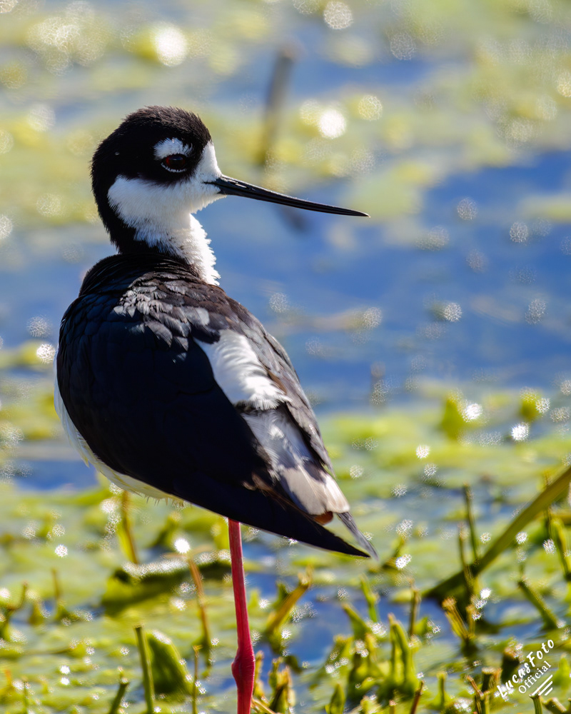 Black-necked Stilt