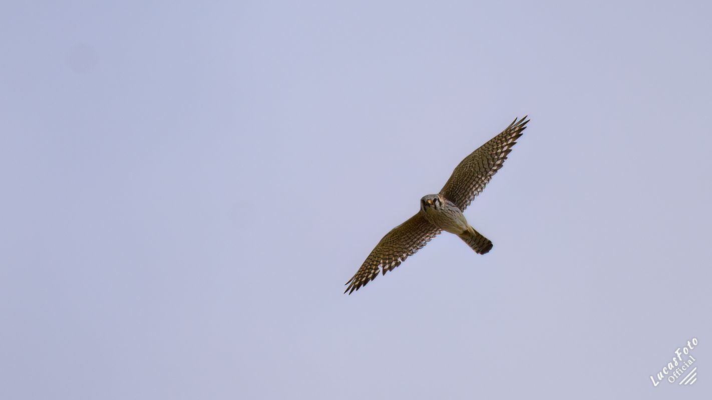 American Kestrel