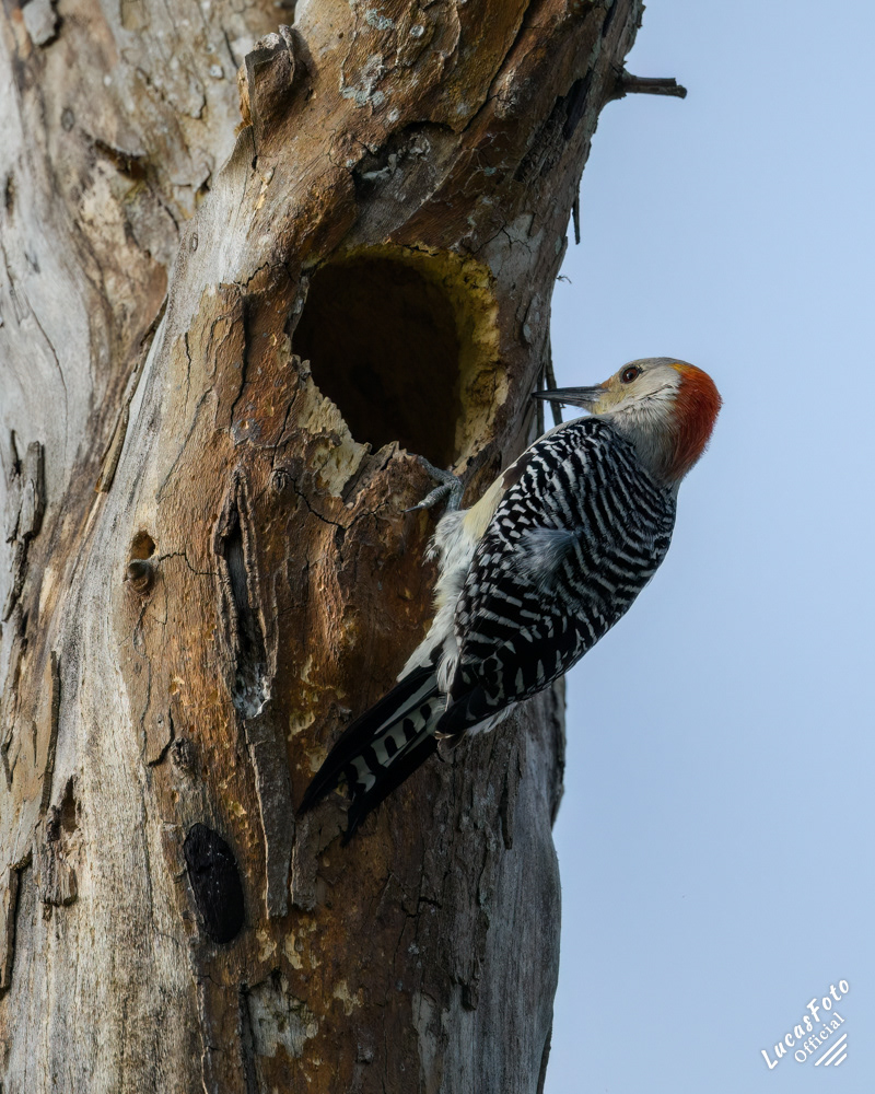 Red-bellied Woodpecker