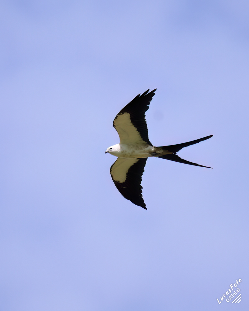 Swallow-tailed Kite