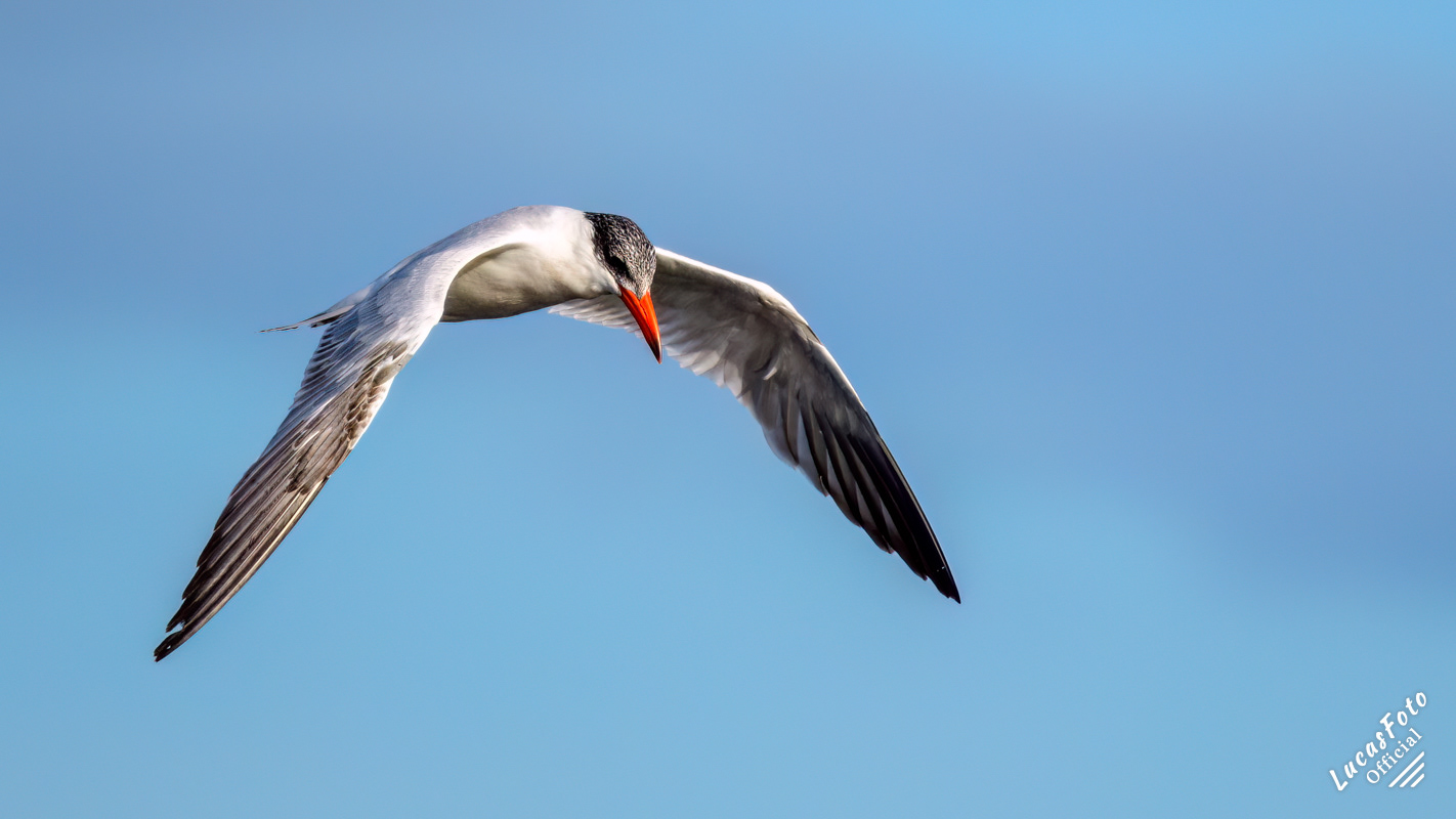 Caspian Tern
